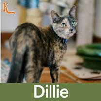 Thumbnail photo of Dillie #1
