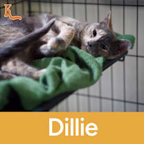 Thumbnail photo of Dillie #3