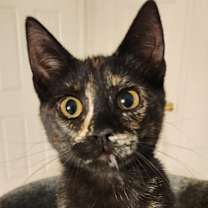 Thumbnail photo of Zsa Zsa #2