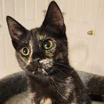 Thumbnail photo of Zsa Zsa #3