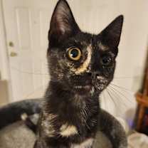 Thumbnail photo of Zsa Zsa #4