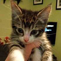 Thumbnail photo of Eclipse #2