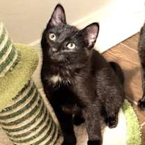 adopt-pet