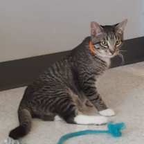 Thumbnail photo of Mojave @ The Cat's Brew #4