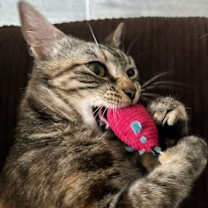 Thumbnail photo of Beatrice #3