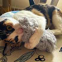 Thumbnail photo of Calypso #4