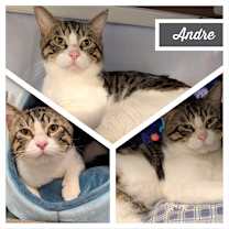 adopt-pet