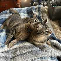 Thumbnail photo of Huck #4