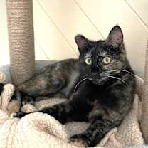 Thumbnail photo of Malina the sweet Tortie #3