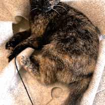 Thumbnail photo of Malina the sweet Tortie #4