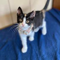 Thumbnail photo of Almond #3