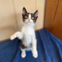 Thumbnail photo of Almond #4