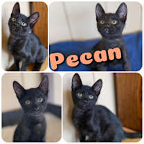 Thumbnail photo of Pecan #1