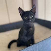 Thumbnail photo of Pecan #3