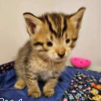 Thumbnail photo of Mila  *kitten* #1