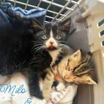 Thumbnail photo of Mila  *kitten* #2