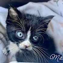 Thumbnail photo of Mila  *kitten* #3