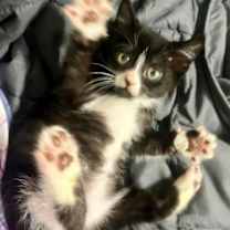 Thumbnail photo of Mila  *kitten* #4