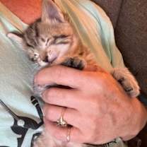 Thumbnail photo of Milo *kitten* #2