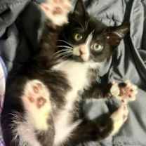 Thumbnail photo of Milo *kitten* #3