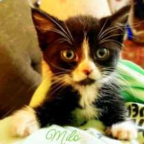 Thumbnail photo of Milo *kitten* #4