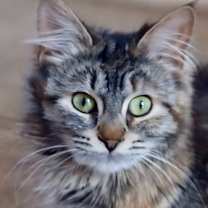 adopt-pet