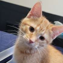 adopt-pet