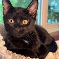 Thumbnail photo of Stardust #1