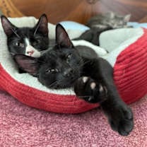 Thumbnail photo of Stardust #3