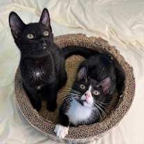 Thumbnail photo of Bond #3