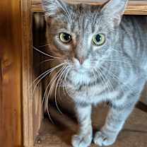 Thumbnail photo of Erica bonded with Simon #1