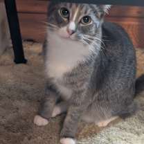 Thumbnail photo of Simon bonded with Erica #1