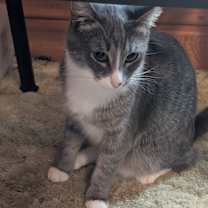 Thumbnail photo of Simon bonded with Erica #2