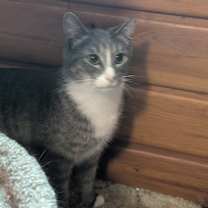 Thumbnail photo of Simon bonded with Erica #3