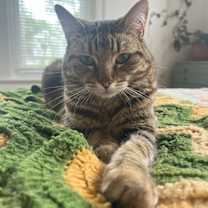 Thumbnail photo of Poppy #2