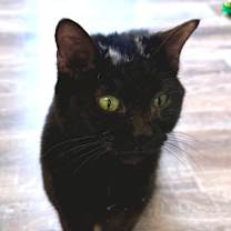 Thumbnail photo of Skunk #2