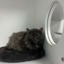 Thumbnail photo of Phyllis #1