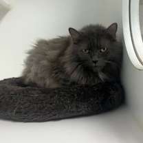 Thumbnail photo of Phyllis #2