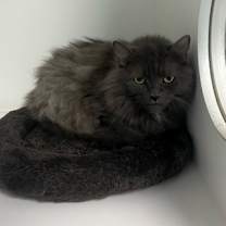 Thumbnail photo of Phyllis #3