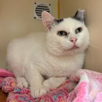 Thumbnail photo of Skipper #2