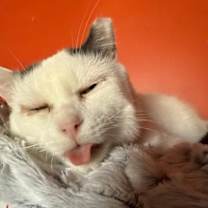 Thumbnail photo of Skipper #3