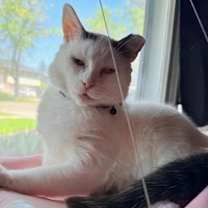 Thumbnail photo of Skipper #4