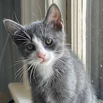 Thumbnail photo of Dorian #1