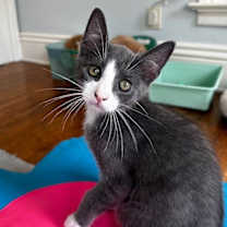 Thumbnail photo of Dorian #2