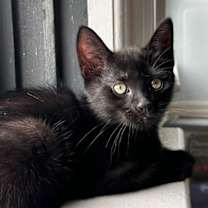 Thumbnail photo of Mephisto #1