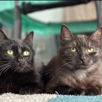 Thumbnail photo of Rosalie and Delphine bonded pair #1