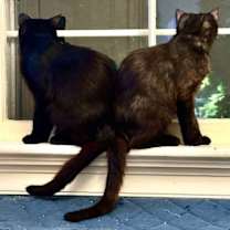 Thumbnail photo of Rosalie and Delphine bonded pair #4