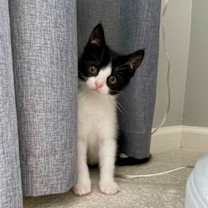Thumbnail photo of Puck-special needs-tripod #1