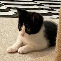 Thumbnail photo of Puck-special needs-tripod #3