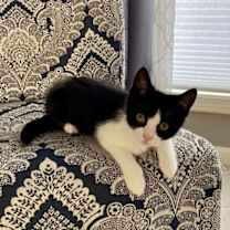 Thumbnail photo of Puck-special needs-tripod #4